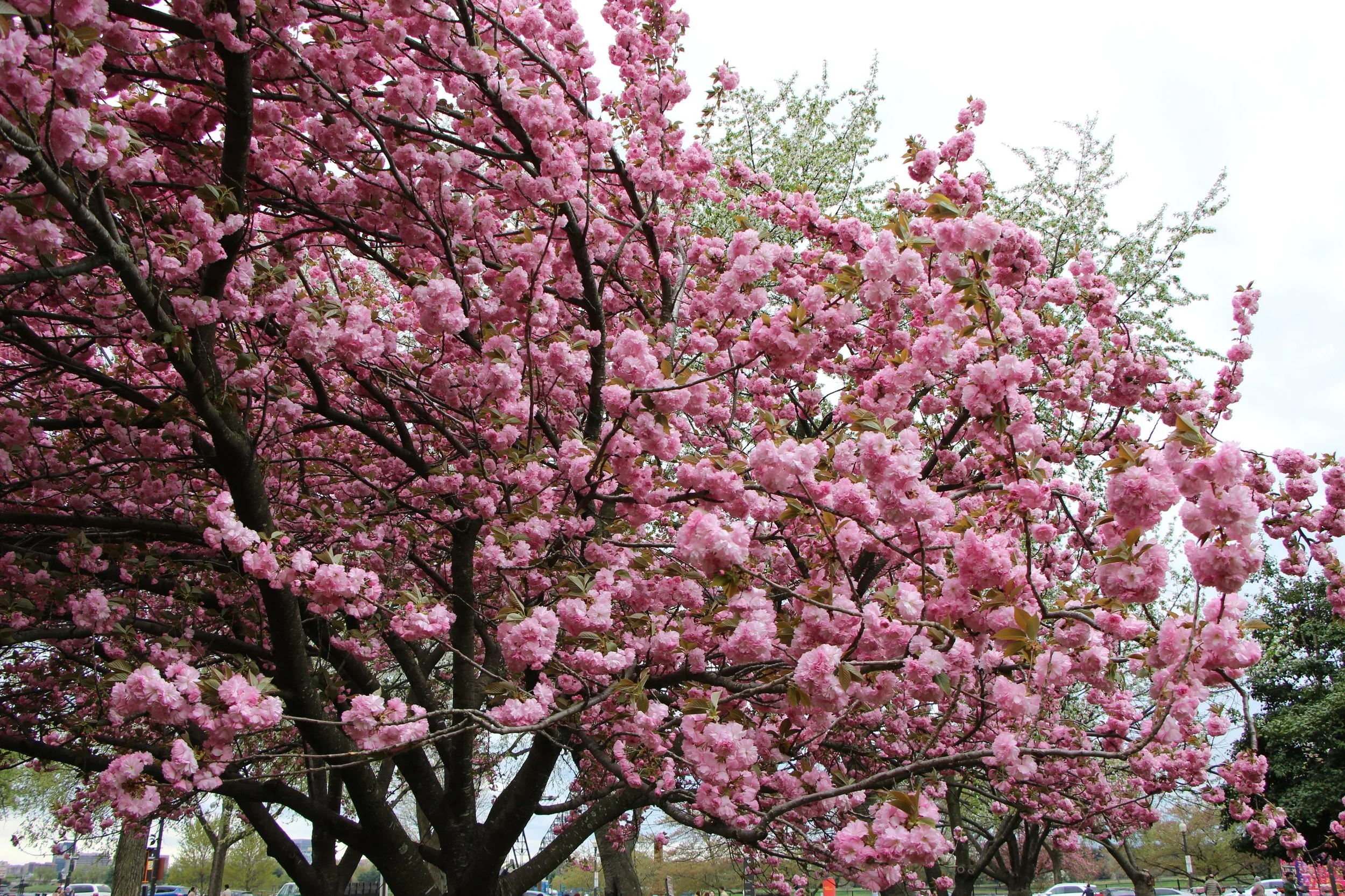 Photography work by Sara Elise